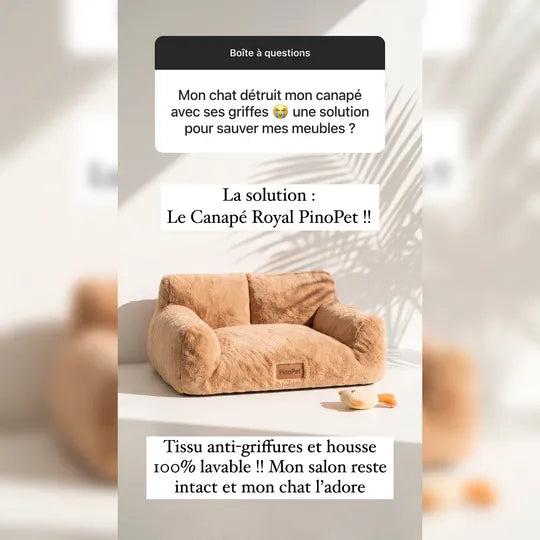 Le Canapé qui sauvera vos meubles !