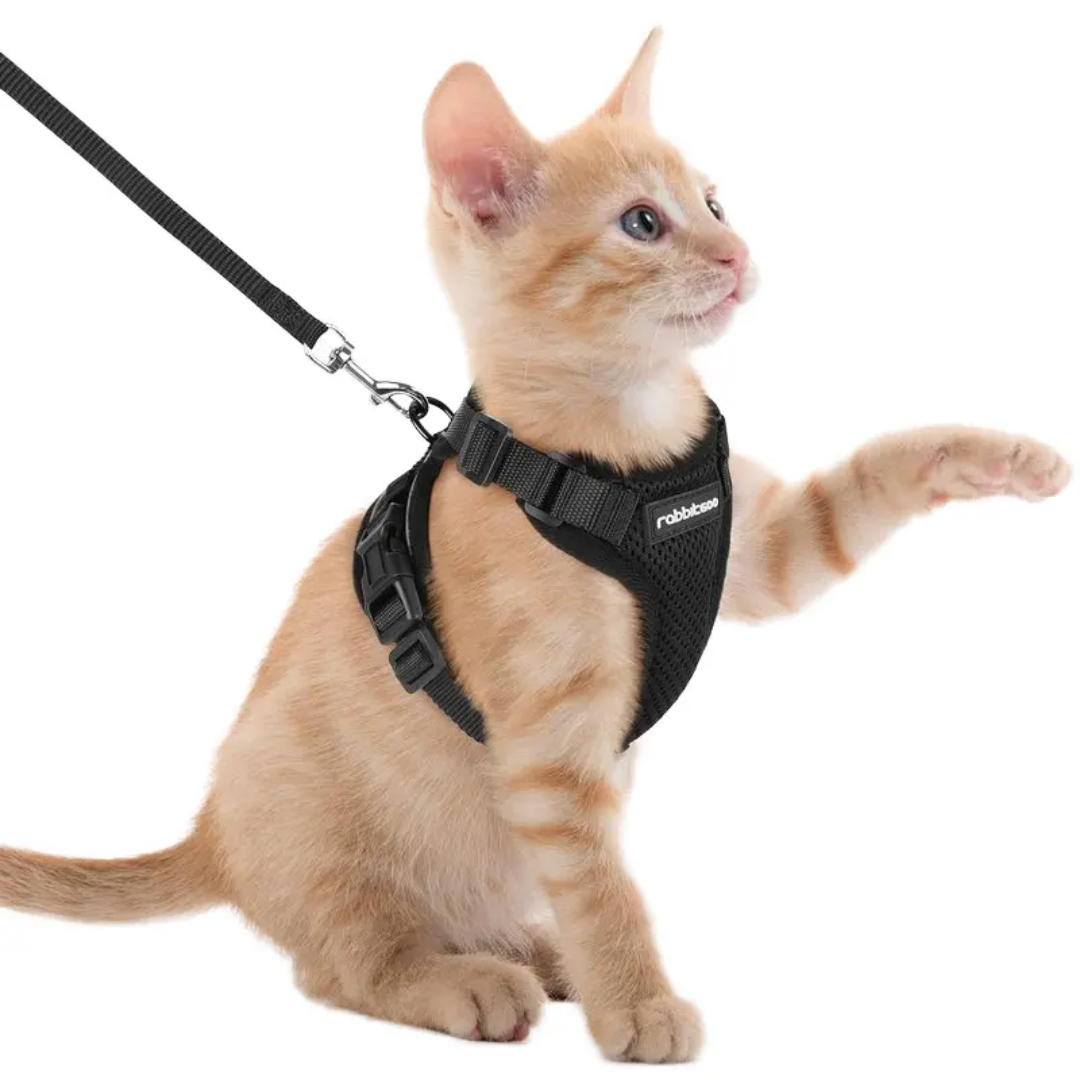 Laisse réglable pour chat PinoPet House, coloris rouge