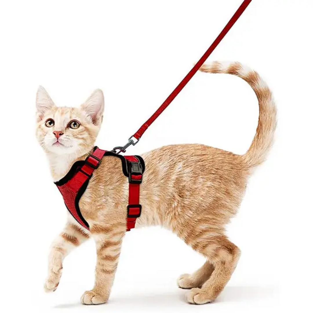 Laisse réglable pour chat PinoPet House, coloris rose
